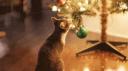 Discovery splash banner for Maow 😺 | Social & Gatitos Discord server