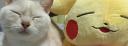 Discovery splash banner for cats being cats Discord server