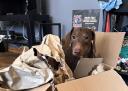 Discovery splash banner for Wiener Dog Kingdom Discord server