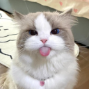 Discovery icon for kitty 🌈 Discord server